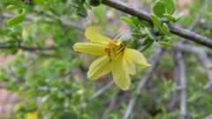 Roepera lichtensteiniana