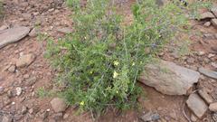 Roepera lichtensteiniana