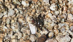 Exoprosopa caliptera