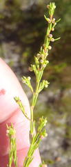 Erica axillaris
