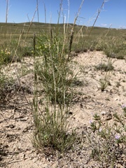 Enneapogon desvauxii