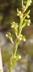 Erica axillaris