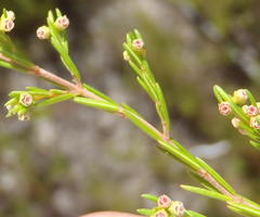 Erica axillaris