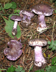 Cortinarius austrovaginatus