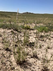 Enneapogon desvauxii