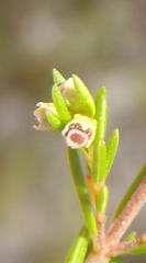 Erica axillaris