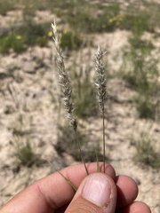 Enneapogon desvauxii