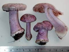 Cortinarius austrovaginatus