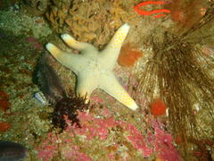 Callopatiria formosa