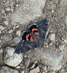 Catocala californica