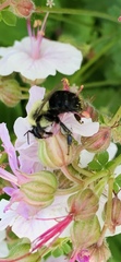 Bombus impatiens