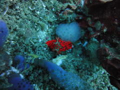Nembrotha