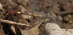 Paragomphus elpidius
