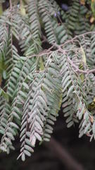 Dalbergia multijuga