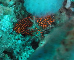 Nembrotha