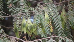 Dalbergia multijuga