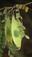 Dalbergia multijuga