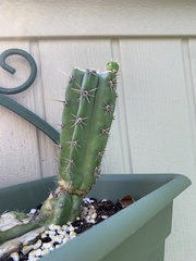 Trichocereus cuzcoensis