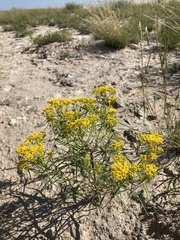 Sartwellia flaveriae