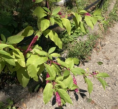 Phytolacca americana