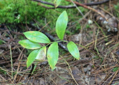 Uvularia sessilifolia