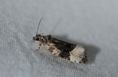 Apotomis funerea