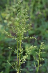 Artemisia manshurica