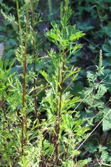 Artemisia manshurica