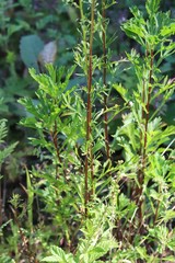Artemisia manshurica
