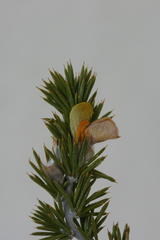 Aspalathus hirta hirta