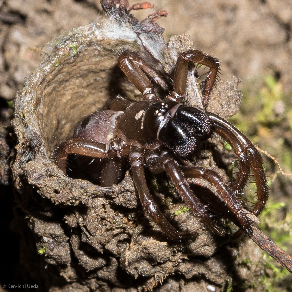 turret spider