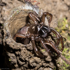 California Turret Spider