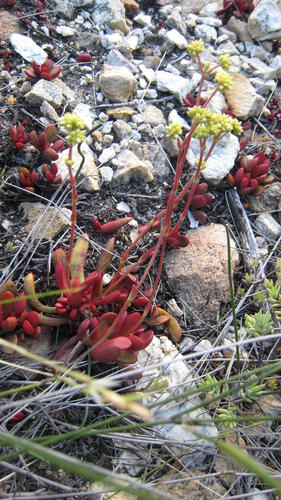 Crassula clavata