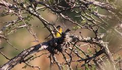 Emberiza flaviventris flaviventris