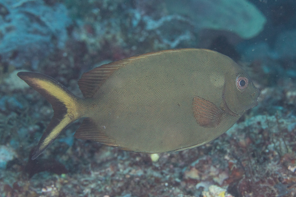 Fine-Spotted Rabbitfish
