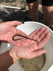 Fistularia tabacaria