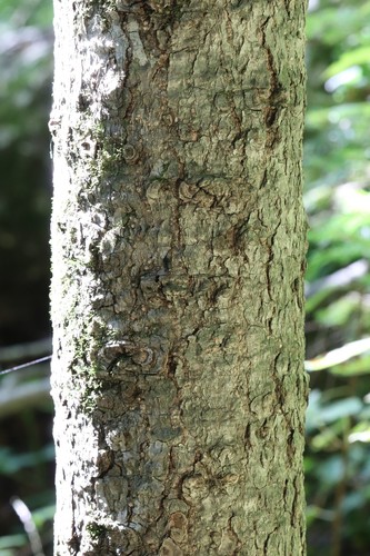 Hinggan fir (Abies nephrolepis)