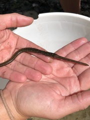 Fistularia tabacaria