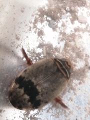 Thermonectus nigrofasciatus