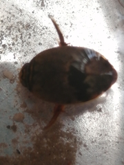 Thermonectus nigrofasciatus