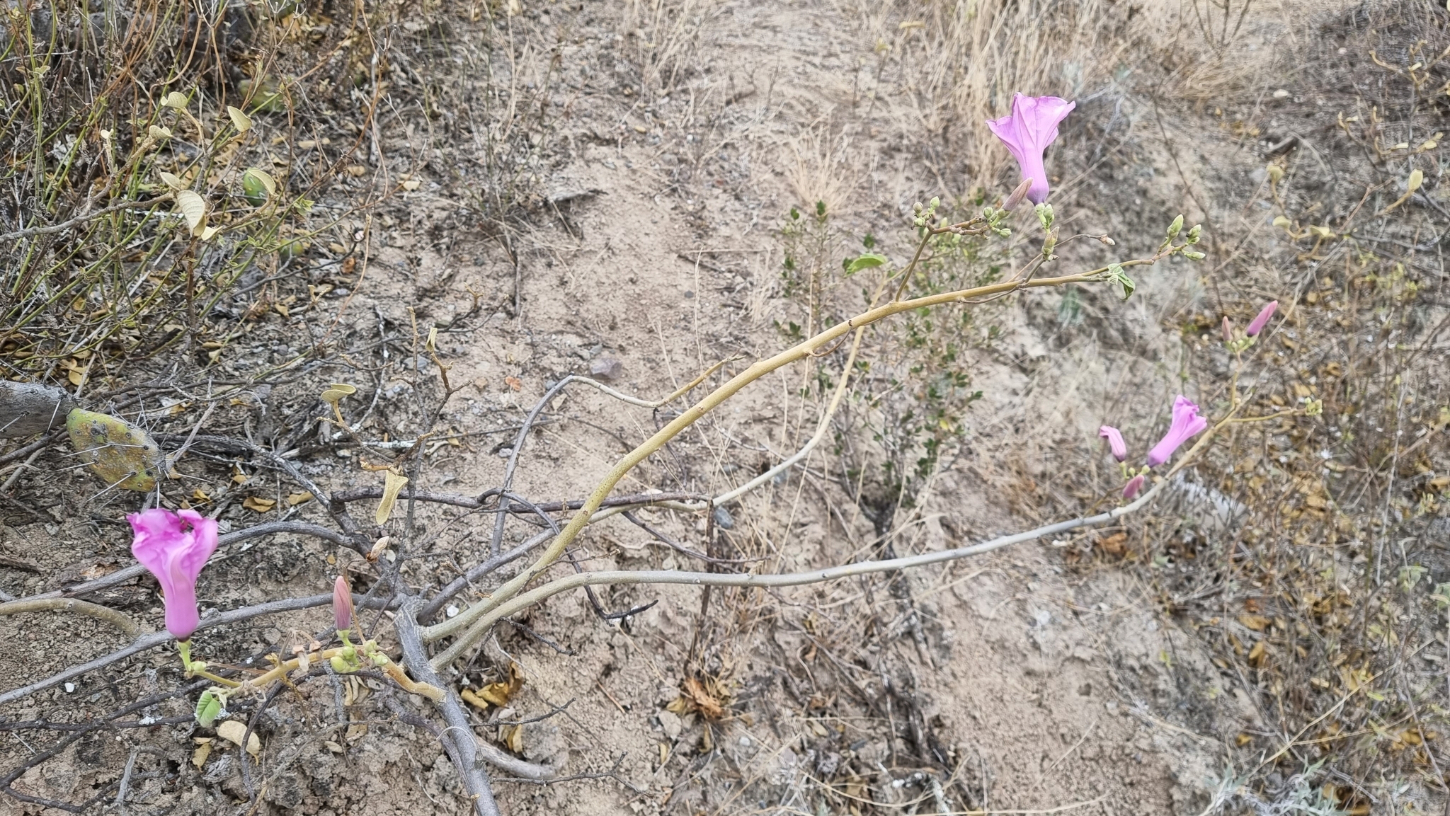 Ipomoea carnea image