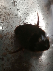 Thermonectus nigrofasciatus
