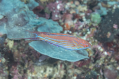 Paracheilinus filamentosus