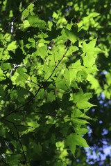 Acer pictum