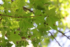 Acer pictum