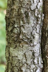 Acer pictum