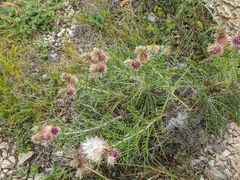 Ptilostemon echinocephalus