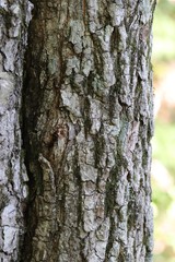 Acer pictum