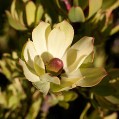 Leucadendron discolor