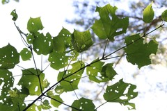 Acer tegmentosum